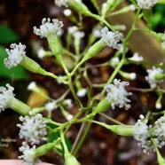 Faujasiopsis flexuosa. liane zig-zag.asteraceae.endémique Réunion Maurice. (1).jpeg
